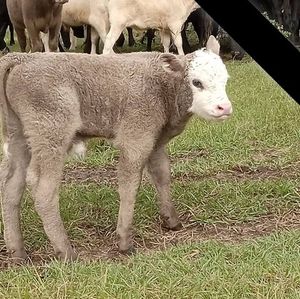 Meet your Posher, Terry